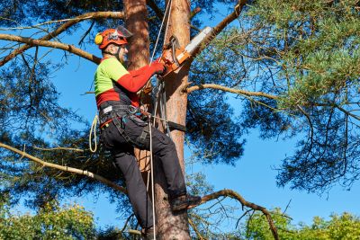 Specialized Tree and Shrub Care