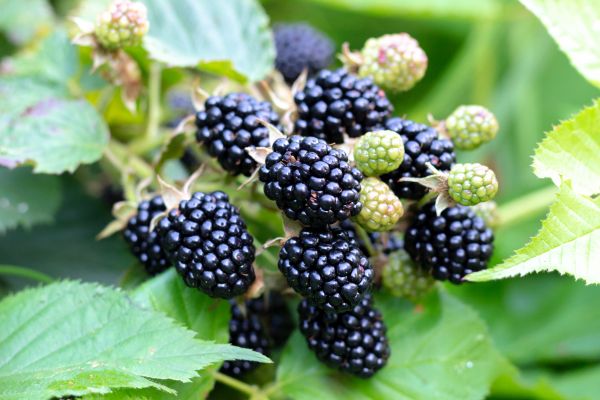 Cost of Blackberry Bush Removal in Boston