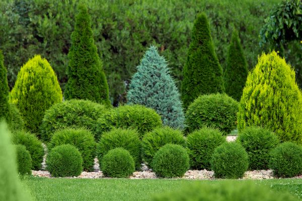Cost of Bush Shaping Service in Boston