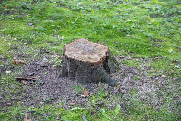 Cost of Bush Stump Removal in Boston