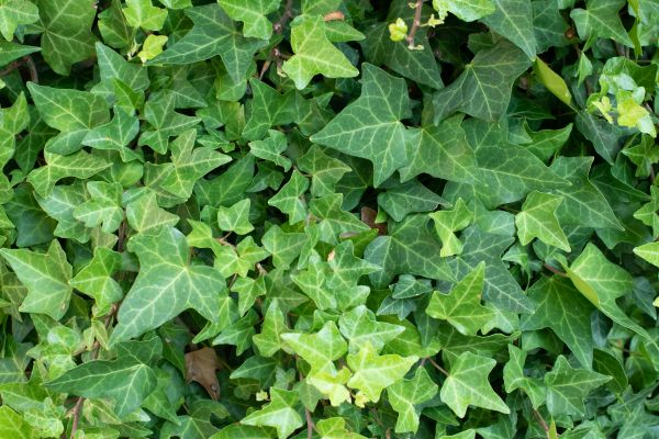 Cost of English Ivy Removal in Boston