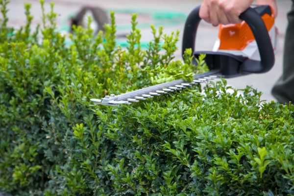 Cost of Hedge Pruning in Boston