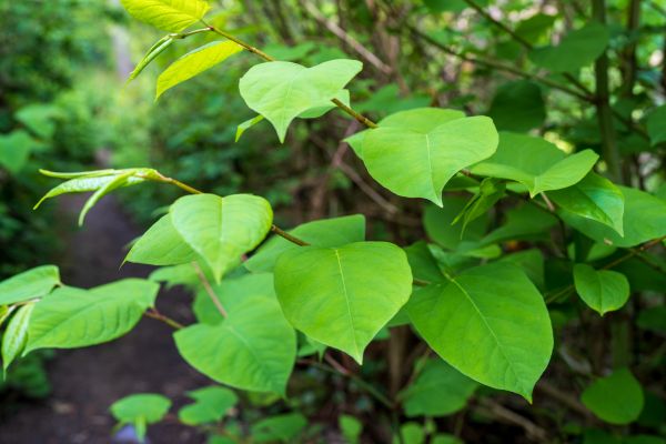 Cost of Invasive Plant Removal in Boston