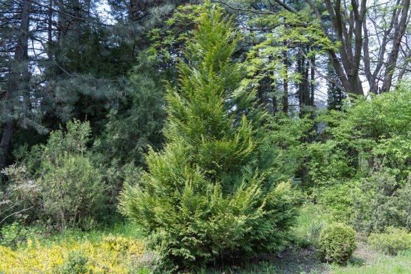 Cost of Juniper Pruning in Boston