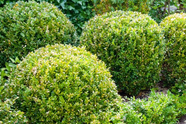 Cost of Landscape Trimming Service in Boston