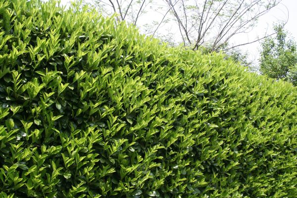 Cost of Laurel Removal in Boston