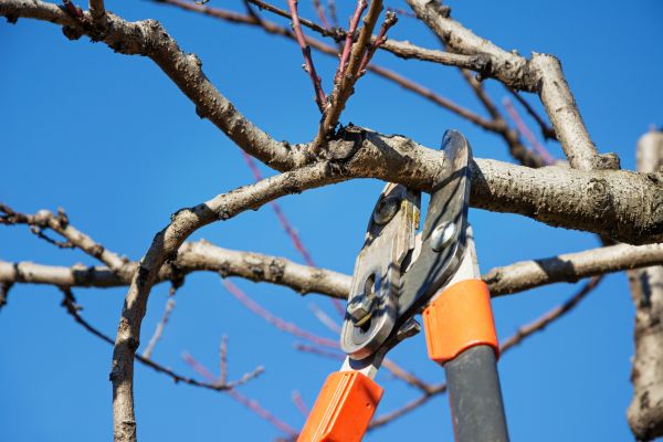 Cost of Pruning Service in Boston