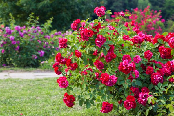 Cost of Rose Bush Pruning in Boston
