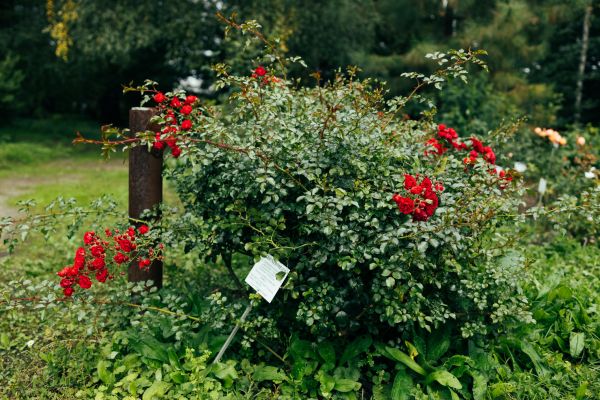 Cost of Rose Bush Removal in Boston