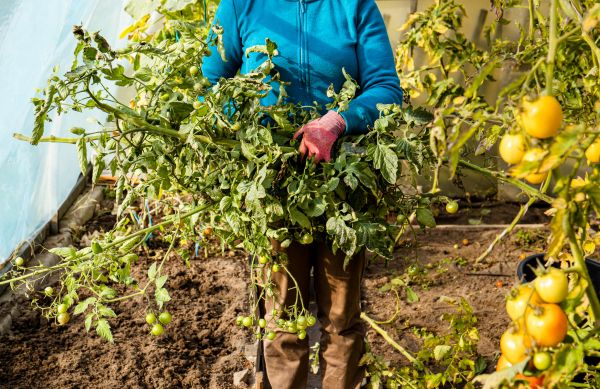 Cost of Garden Plant Removal in Boston