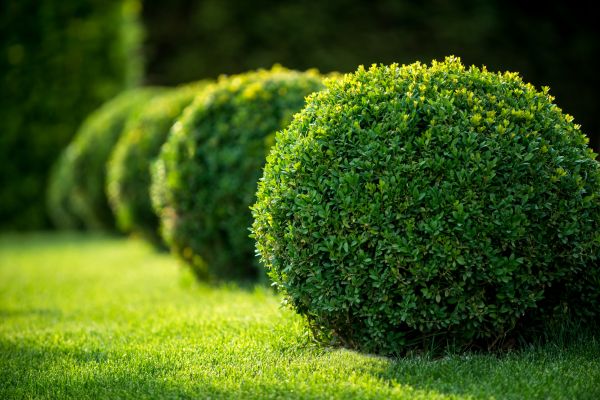 Cost of Bush Pruning in Boston