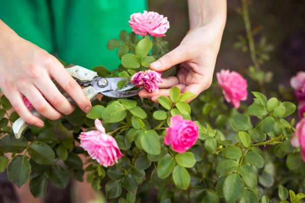 Cost of Rose Shearing in Boston