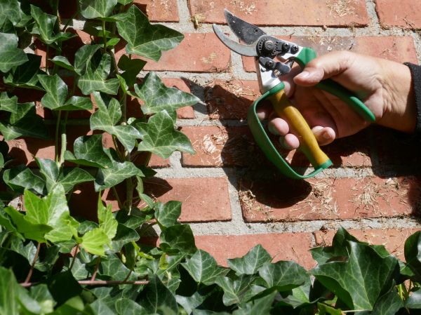 Cost of Ivy Removal Service in Boston
