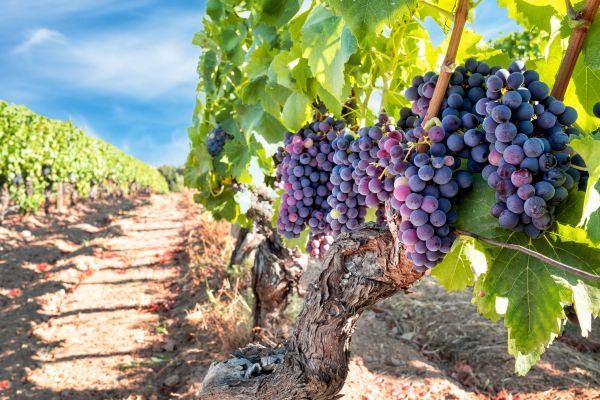 Cost of Grapevine Pruning in Boston