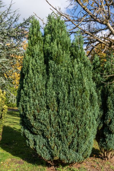 Cost of Juniper Trimming in Boston