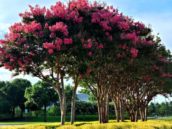 Cost of Crepe Myrtle Pruning in Boston