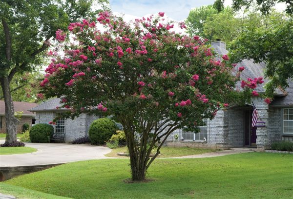 Cost of Crepe Myrtle Trimming in Boston