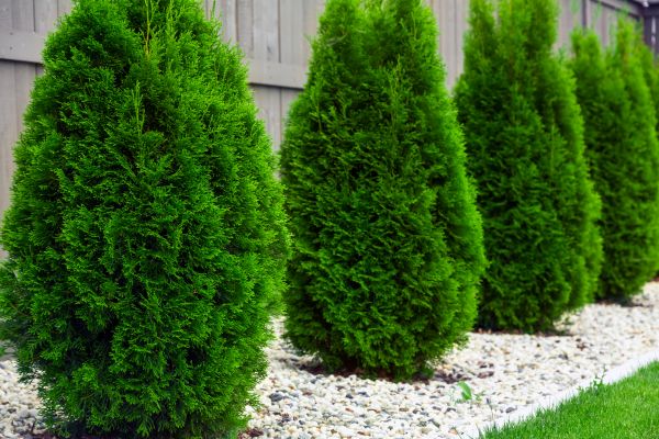 Cost of Arborvitae Removal in Boston
