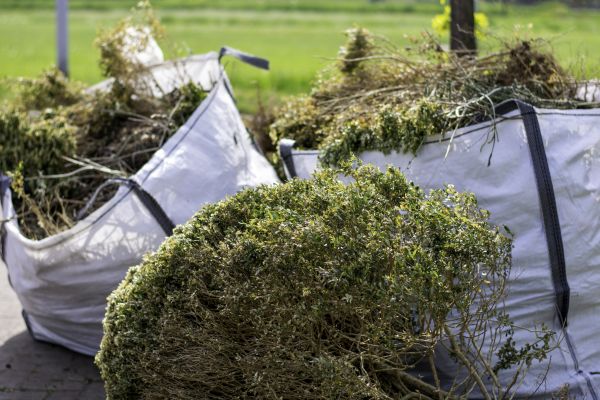 Cost of Shrubs Removal in Boston