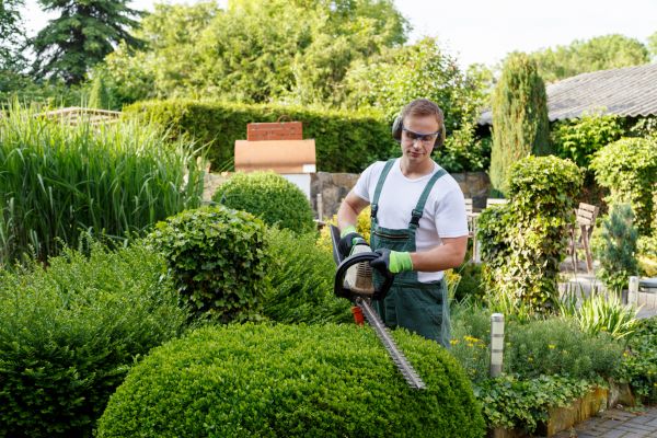 Cost of Shrubs Trimming in Boston