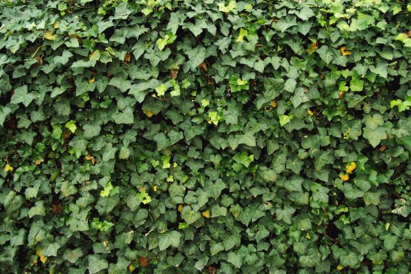 Cost of Ivy Pruning service in Boston