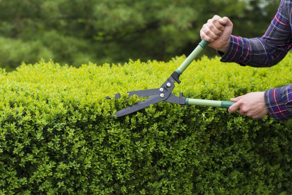 Cost of Evergreen Shrub Pruning in Boston