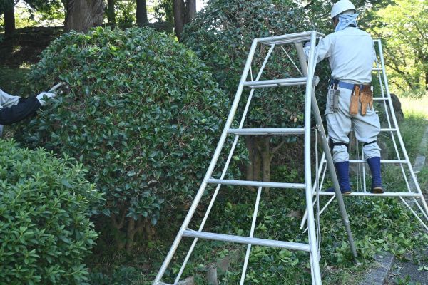 Cost of Holly Shaping in Boston