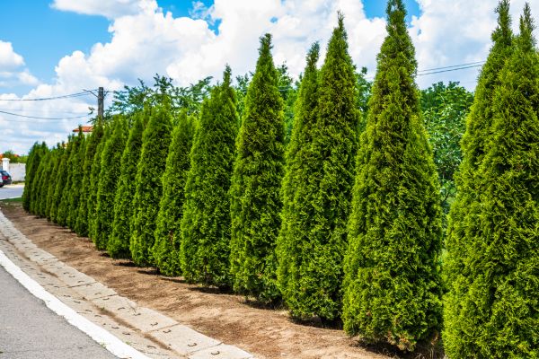 Cost of Arborvitae Shearing in Boston
