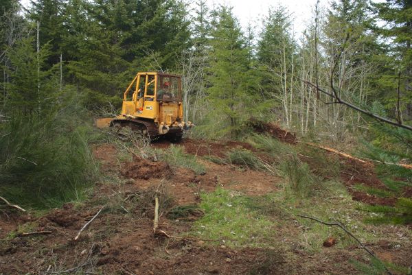 Cost of Shrubbery Clearing in Boston