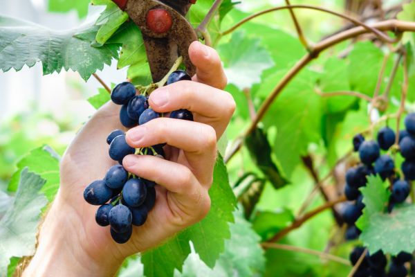 Cost of Vineyard Pruning in Boston