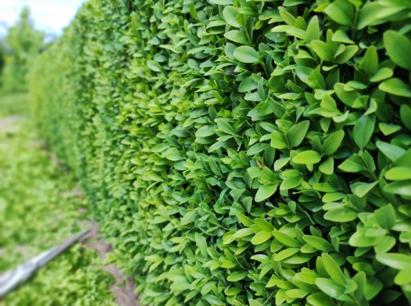 Cost of Boxwood Pruning in Boston