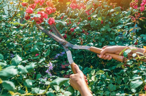 Cost of Knockout Roses Pruning in Boston
