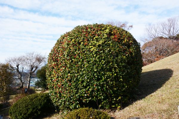 Cost of Holly Shrub Pruning in Boston