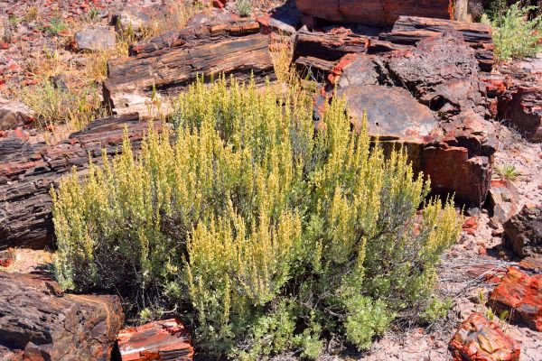 Cost of Sagebrush Removal in Boston