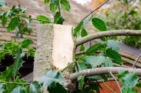 Cost of Holly Tree Removal in Boston