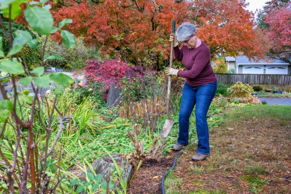 Cost of Dead Bush Removal in Boston