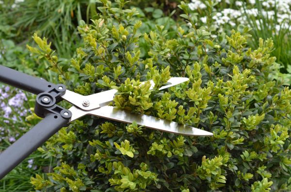 Cost of Boxwood Trimming in Boston