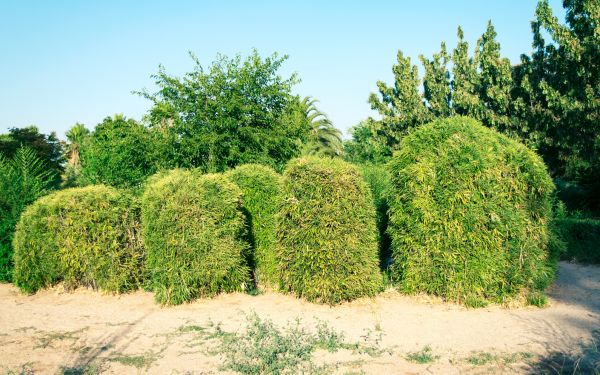 Cost of Bamboo Hedge Removal in Boston