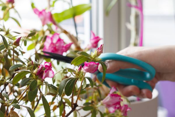 Cost of Azalea Pruning in Boston