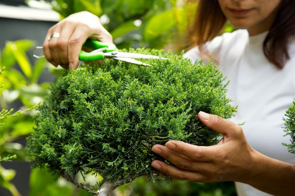 Cost of Juniper Shrub Pruning in Boston