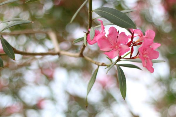 Cost of Oleander Removal in Boston