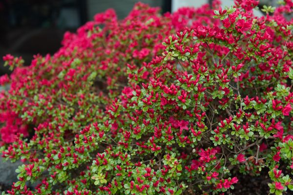 Cost of Weigela Removal Service in Boston