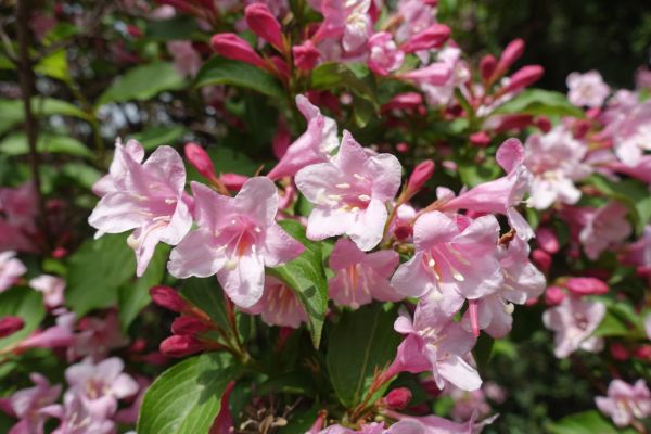 Cost of Weigela Pruning Service in Boston