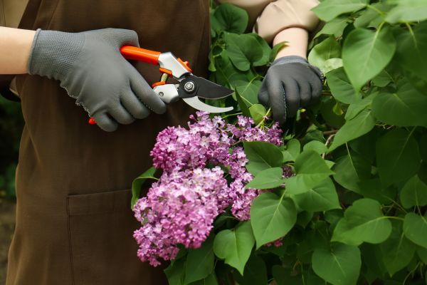 Cost of Lilac Pruning Service in Boston