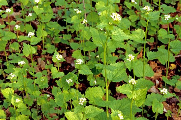 Cost of Garlic Mustard Removal in Boston