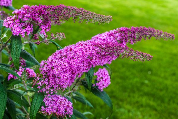 Cost of Butterfly Bush Removal in Boston