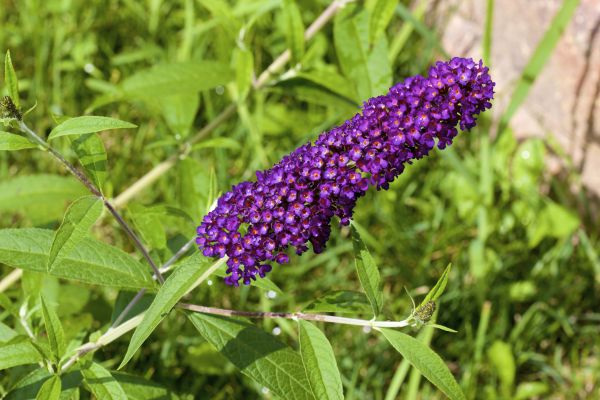 Cost of Butterfly Bush Pruning in Boston