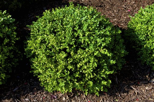 Cost of Boxwood Removal in Boston