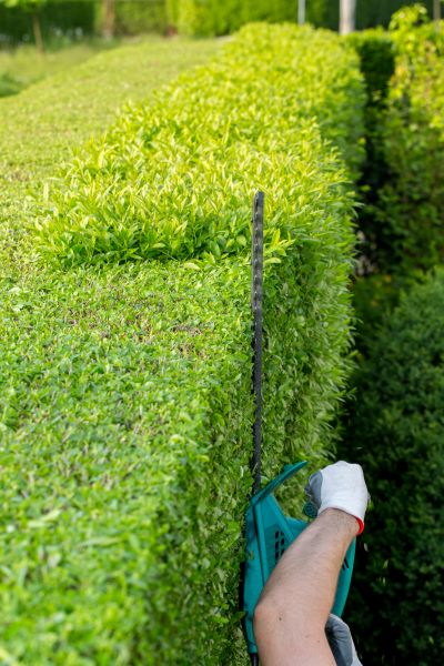Cost of Hedge Trimming in Boston